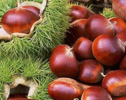 肾虚的人在秋季就多吃点板栗吧